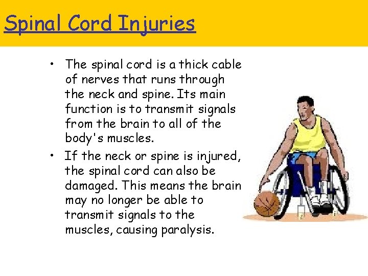 Spinal Cord Injuries • The spinal cord is a thick cable of nerves that
