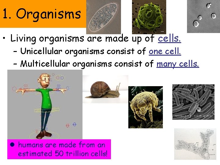 1. Organisms • Living organisms are made up of cells. – Unicellular organisms consist