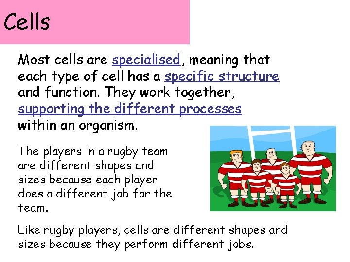Cells Most cells are specialised, meaning that each type of cell has a specific