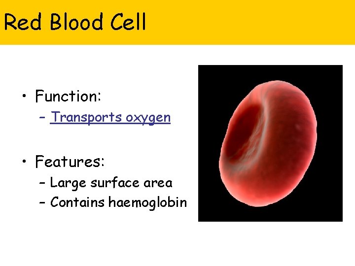 Red Blood Cell • Function: – Transports oxygen • Features: – Large surface area