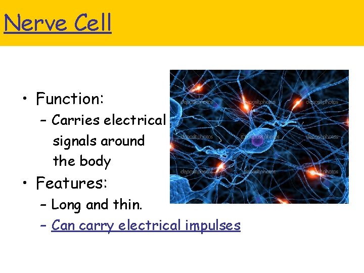 Nerve Cell • Function: – Carries electrical signals around the body • Features: –