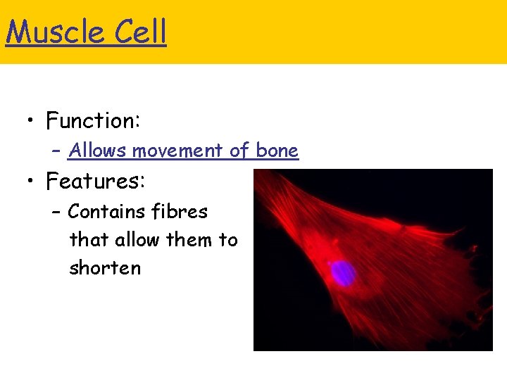 Muscle Cell • Function: – Allows movement of bone • Features: – Contains fibres