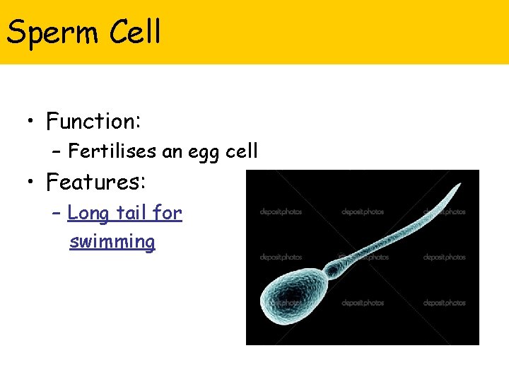 Sperm Cell • Function: – Fertilises an egg cell • Features: – Long tail
