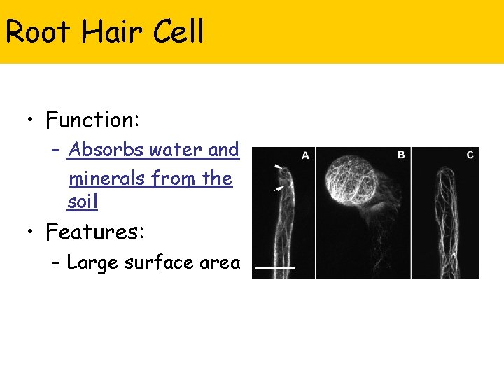 Root Hair Cell • Function: – Absorbs water and minerals from the soil •