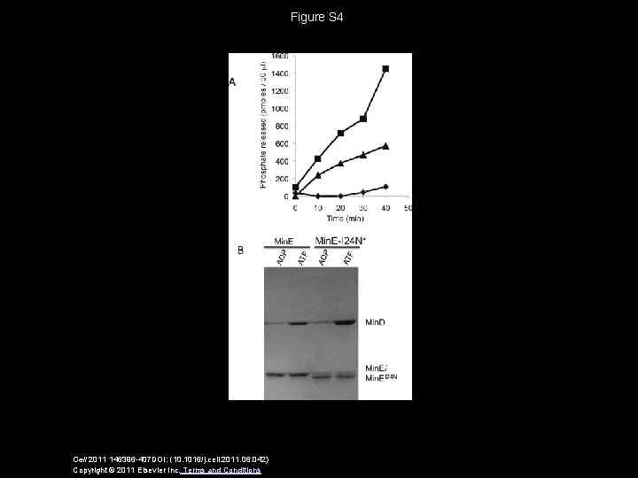 Figure S 4 Cell 2011 146396 -407 DOI: (10. 1016/j. cell. 2011. 06. 042)