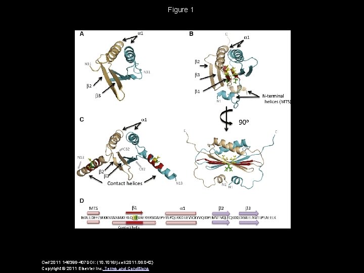 Figure 1 Cell 2011 146396 -407 DOI: (10. 1016/j. cell. 2011. 06. 042) Copyright