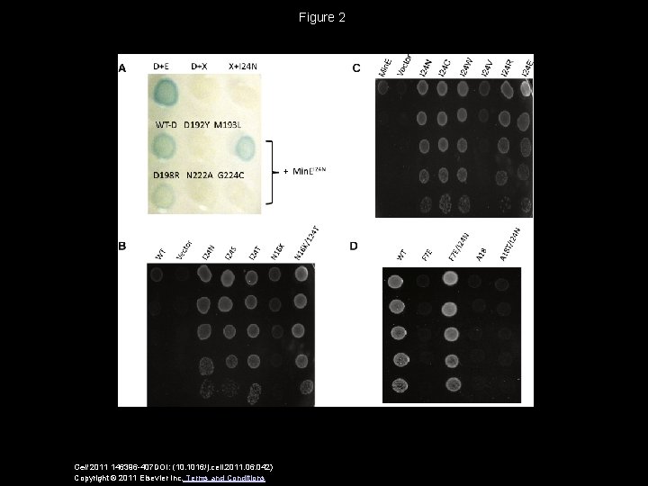 Figure 2 Cell 2011 146396 -407 DOI: (10. 1016/j. cell. 2011. 06. 042) Copyright