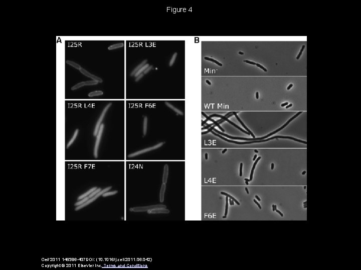 Figure 4 Cell 2011 146396 -407 DOI: (10. 1016/j. cell. 2011. 06. 042) Copyright