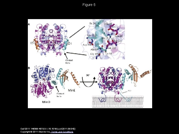 Figure 5 Cell 2011 146396 -407 DOI: (10. 1016/j. cell. 2011. 06. 042) Copyright