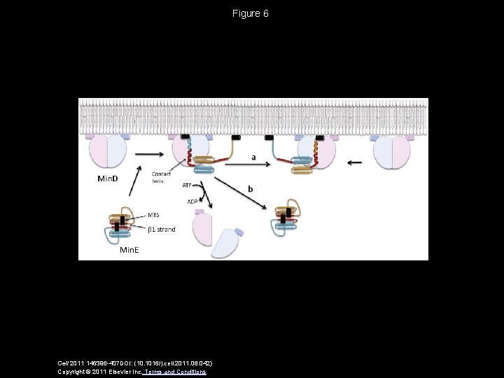 Figure 6 Cell 2011 146396 -407 DOI: (10. 1016/j. cell. 2011. 06. 042) Copyright