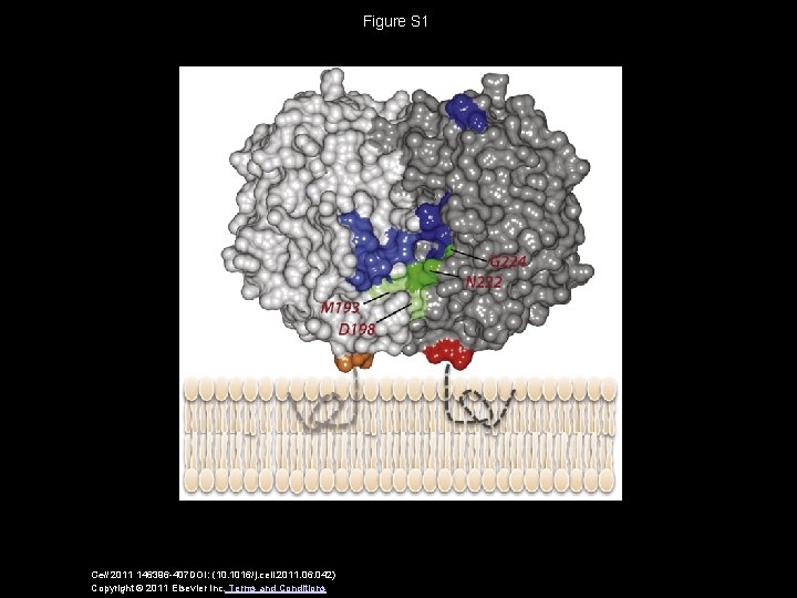 Figure S 1 Cell 2011 146396 -407 DOI: (10. 1016/j. cell. 2011. 06. 042)