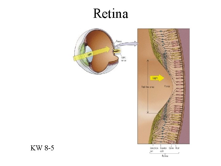 Retina KW 8 -5 