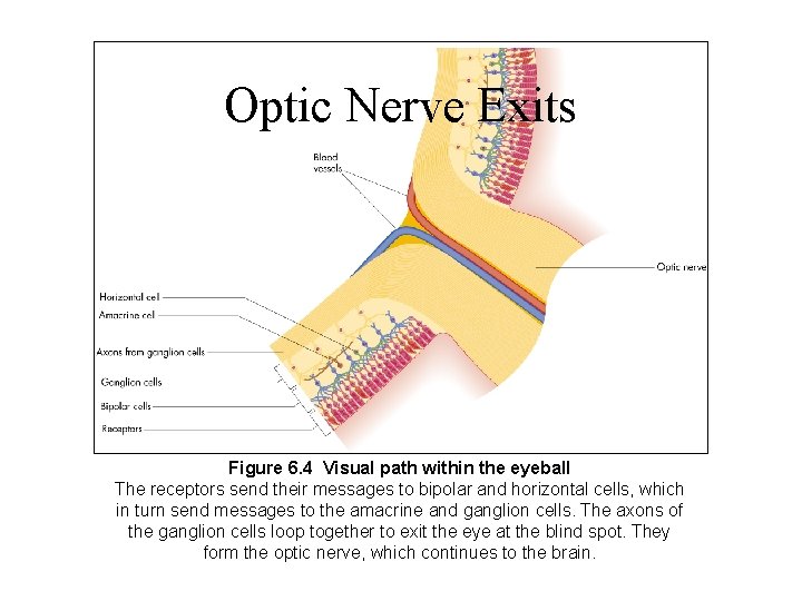 Optic Nerve Exits Figure 6. 4 Visual path within the eyeball The receptors send