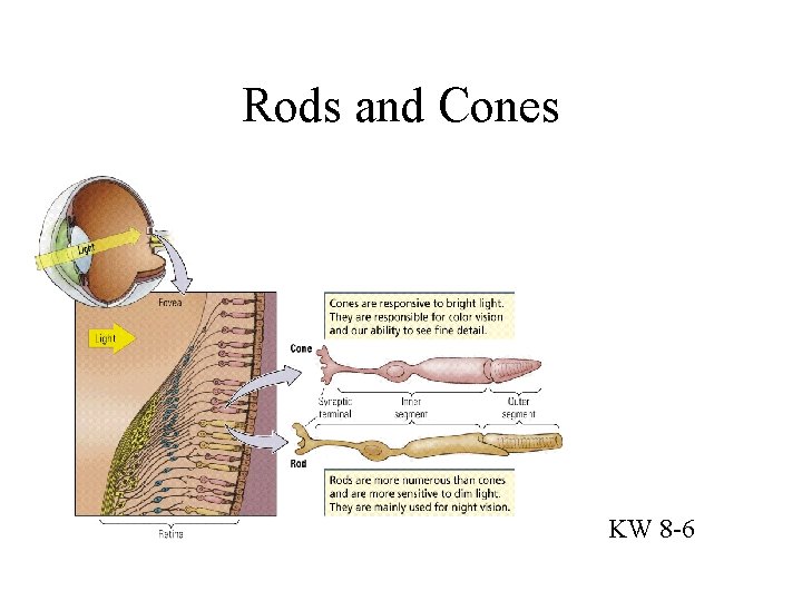 Rods and Cones KW 8 -6 