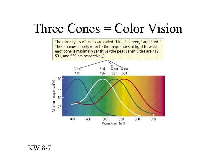 Three Cones = Color Vision KW 8 -7 