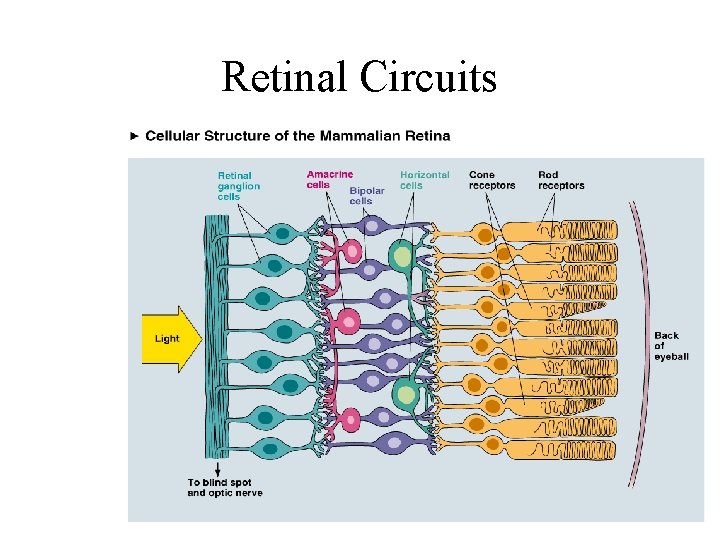 Retinal Circuits 
