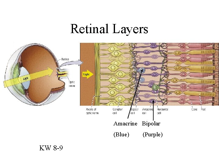 Retinal Layers Amacrine Bipolar (Blue) KW 8 -9 (Purple) 