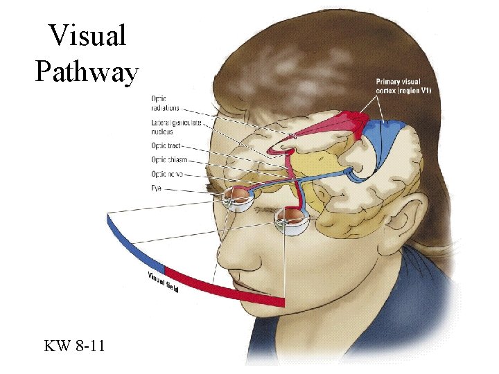 Visual Pathway KW 8 -11 