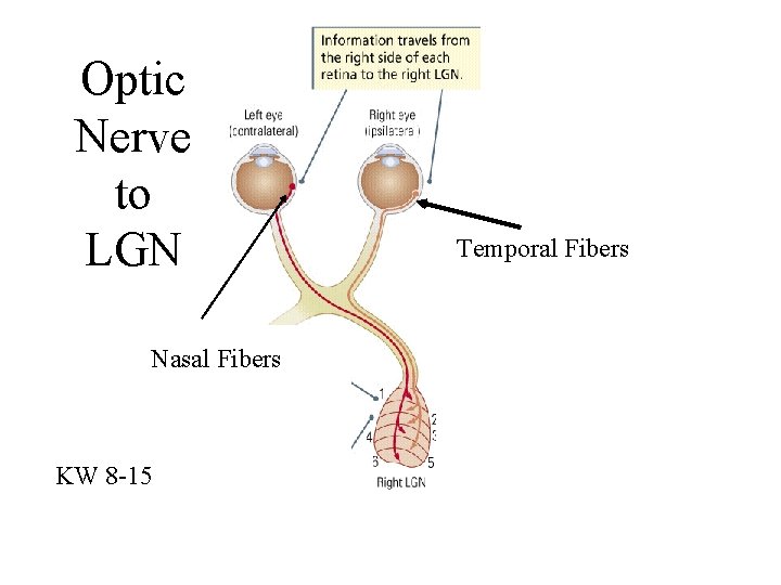 Optic Nerve to LGN Nasal Fibers KW 8 -15 Temporal Fibers 