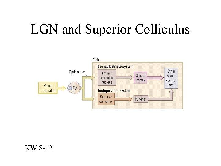 LGN and Superior Colliculus KW 8 -12 