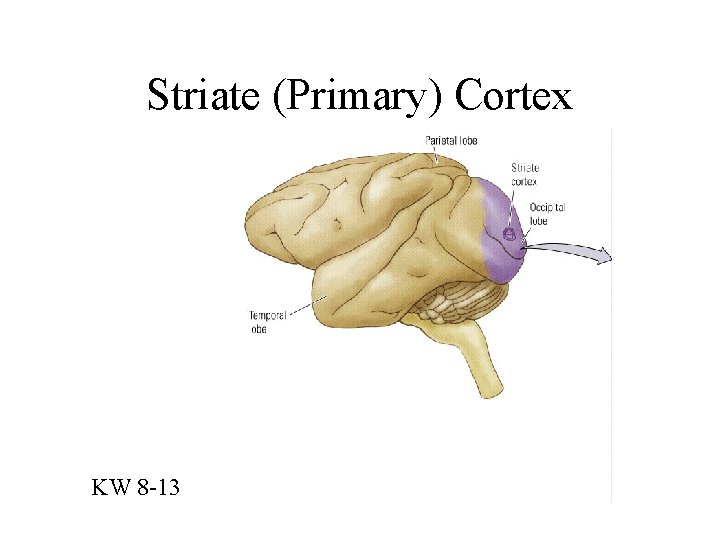 Striate (Primary) Cortex KW 8 -13 