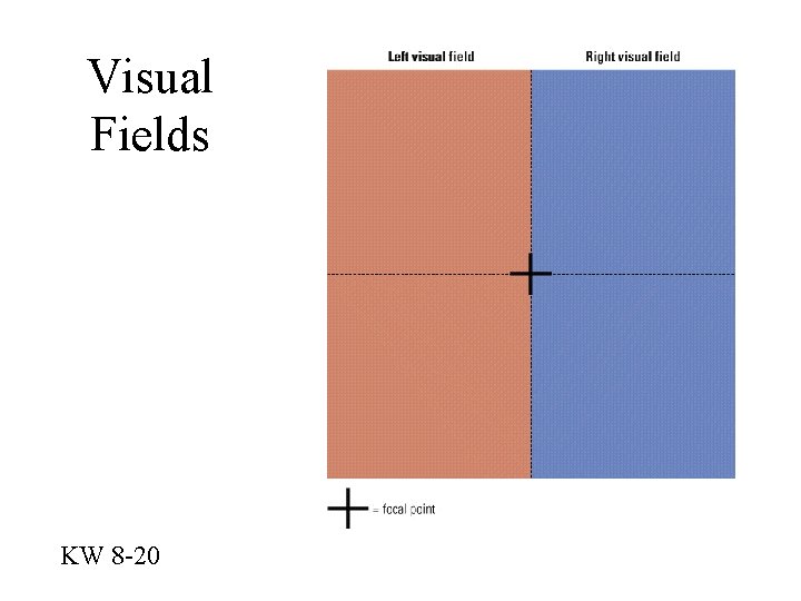 Visual Fields KW 8 -20 