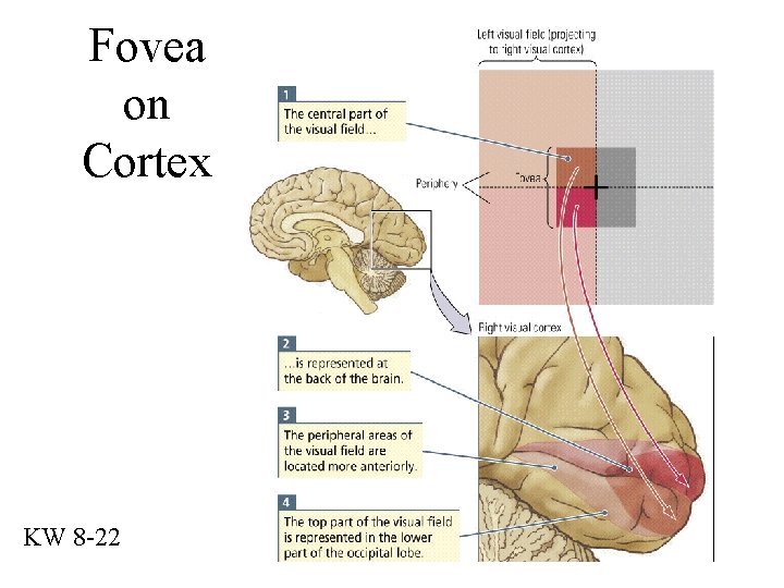 Fovea on Cortex KW 8 -22 