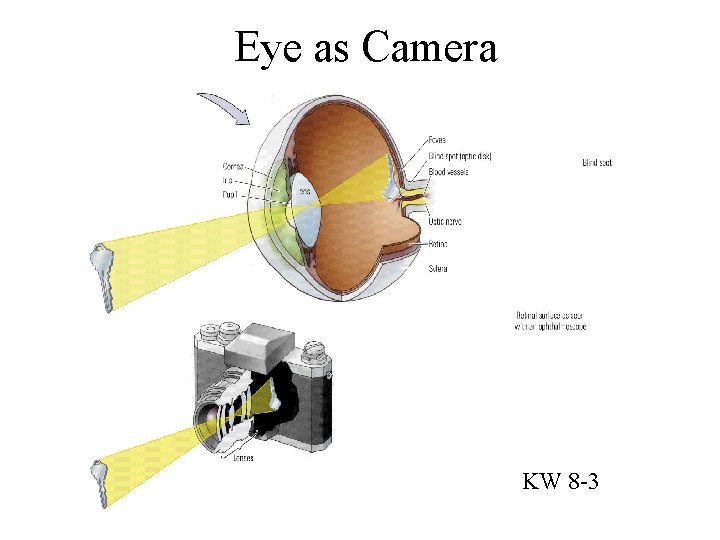 Eye as Camera KW 8 -3 