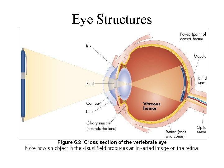 Eye Structures Figure 6. 2 Cross section of the vertebrate eye Note how an