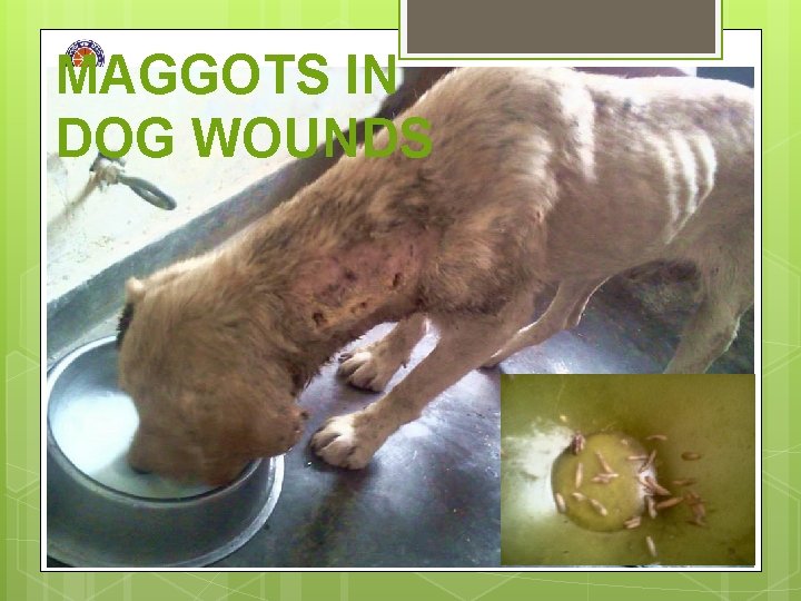 MAGGOTS IN DOG WOUNDS 