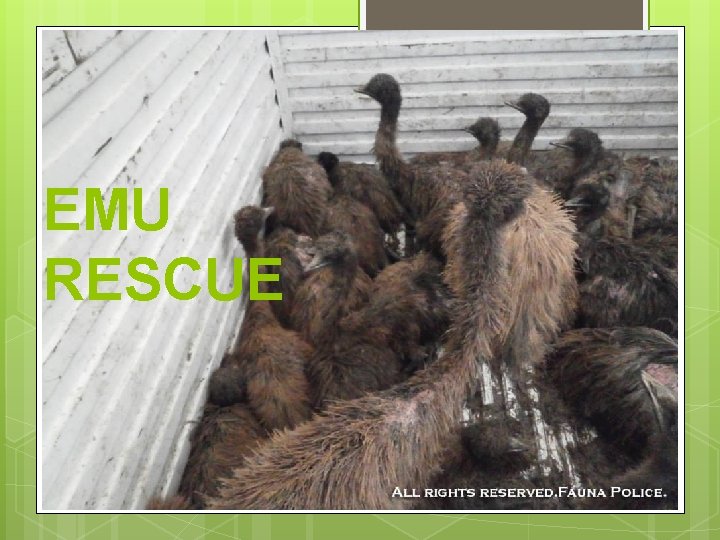 EMU RESCUE 