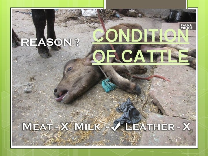 CONDITION OF CATTLE 