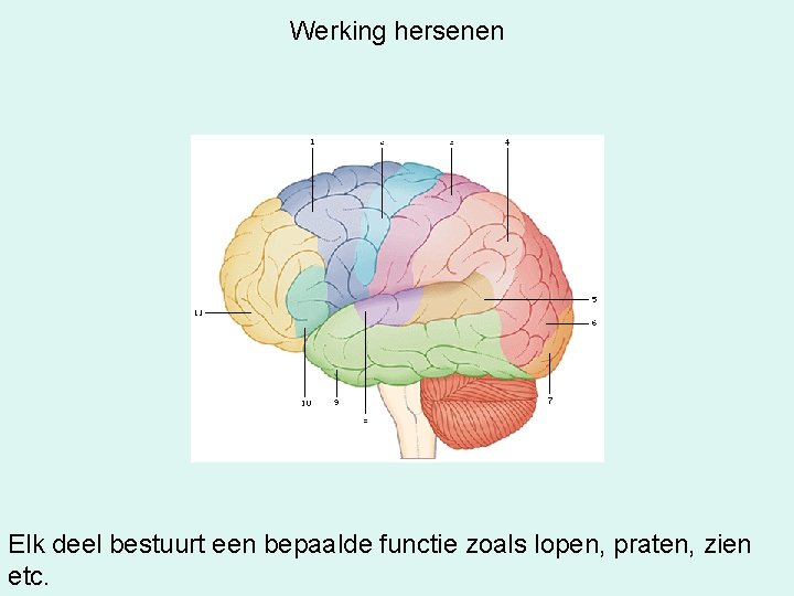 Werking hersenen Elk deel bestuurt een bepaalde functie zoals lopen, praten, zien etc. 