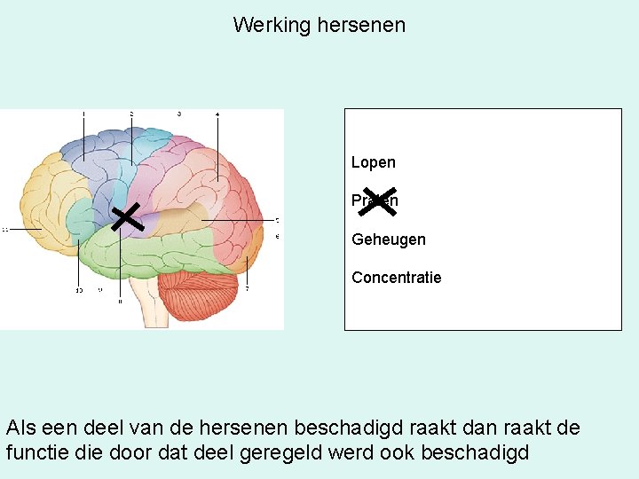 Werking hersenen Lopen Praten Geheugen Concentratie Als een deel van de hersenen beschadigd raakt