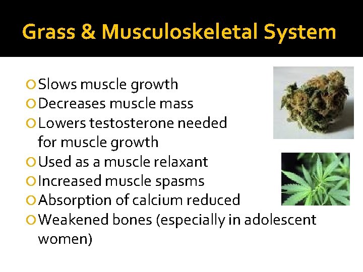 Grass & Musculoskeletal System Slows muscle growth Decreases muscle mass Lowers testosterone needed for