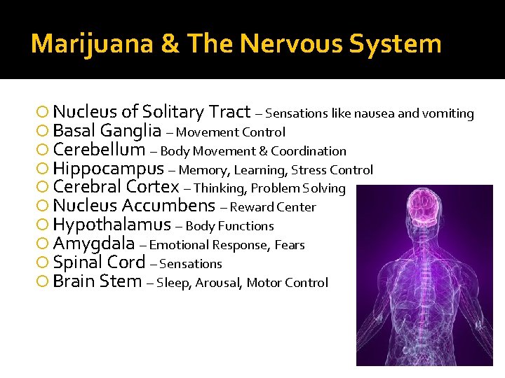 Marijuana & The Nervous System Nucleus of Solitary Tract – Sensations like nausea and