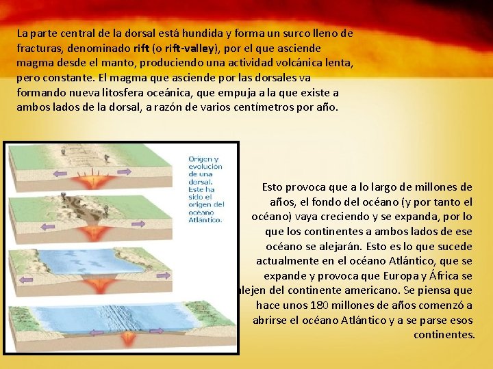 La parte central de la dorsal está hundida y forma un surco lleno de