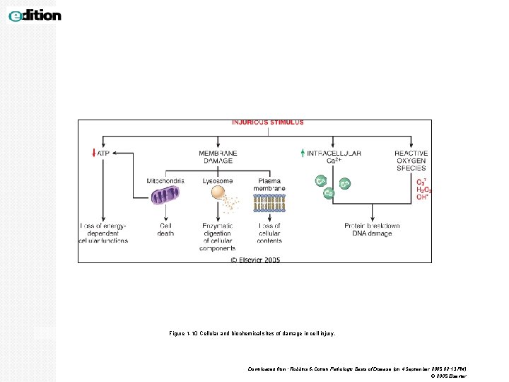 Figure 1 -10 Cellular and biochemical sites of damage in cell injury. Downloaded from: