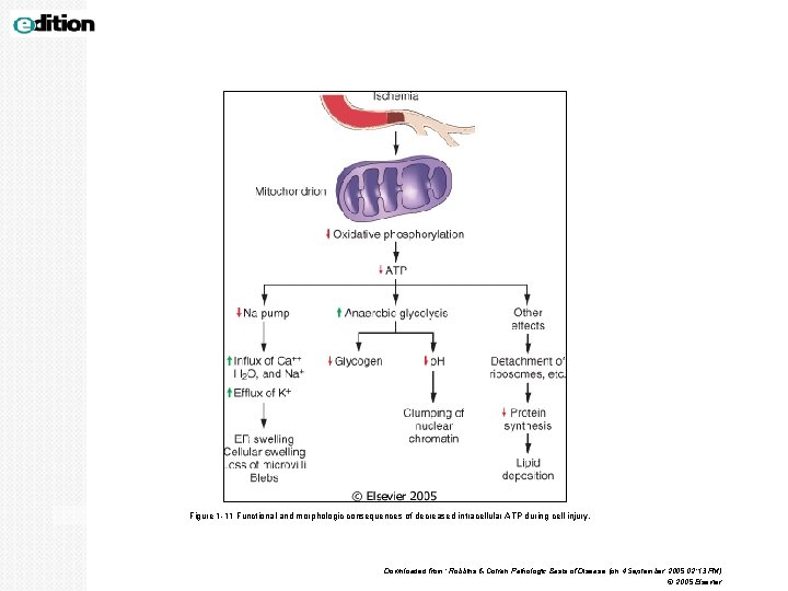 Figure 1 -11 Functional and morphologic consequences of decreased intracellular ATP during cell injury.