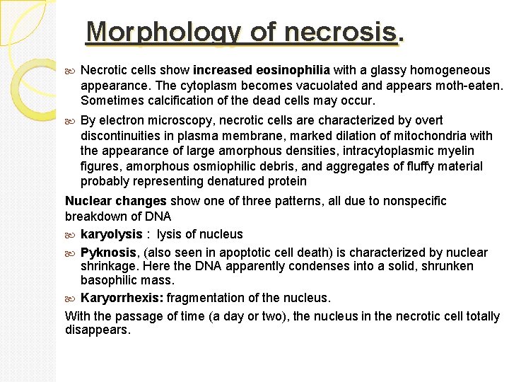 Morphology of necrosis. Necrotic cells show increased eosinophilia with a glassy homogeneous appearance. The