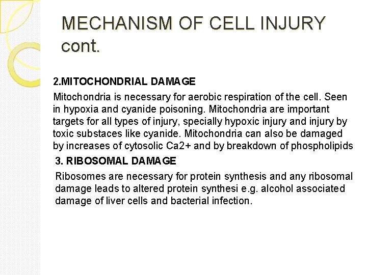 MECHANISM OF CELL INJURY cont. 2. MITOCHONDRIAL DAMAGE Mitochondria is necessary for aerobic respiration