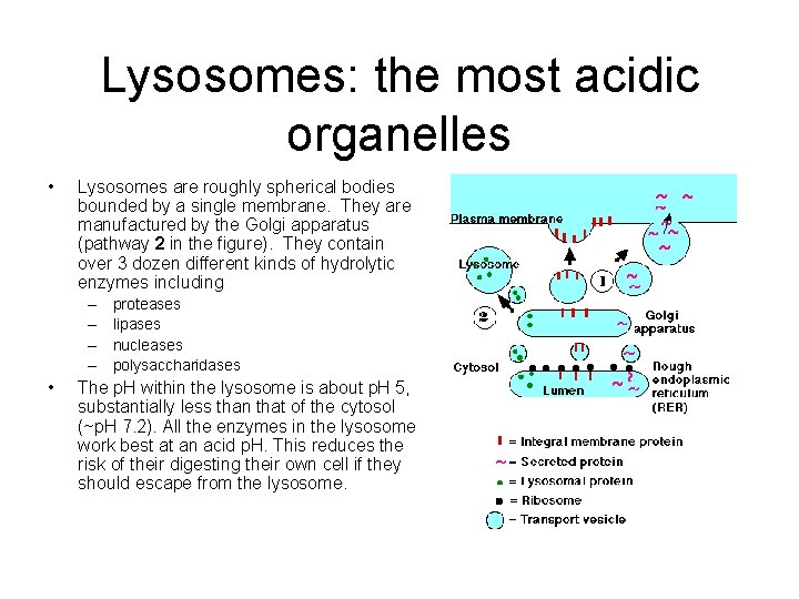 Lysosomes: the most acidic organelles • Lysosomes are roughly spherical bodies bounded by a