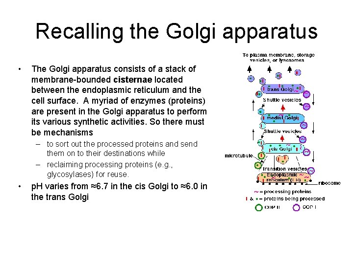 Recalling the Golgi apparatus • The Golgi apparatus consists of a stack of membrane-bounded