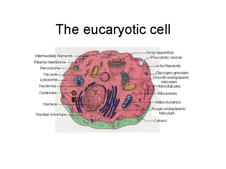 The eucaryotic cell 