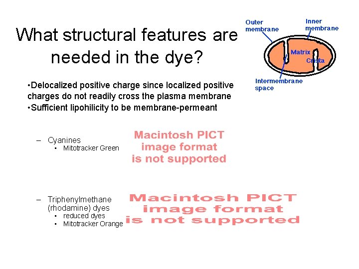 What structural features are needed in the dye? • Delocalized positive charge since localized