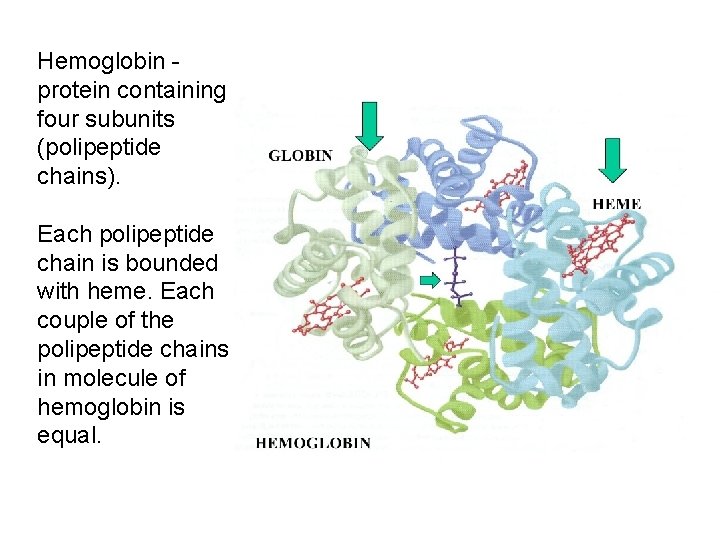 Hemoglobin protein containing four subunits (polipeptide chains). Each polipeptide chain is bounded with heme.