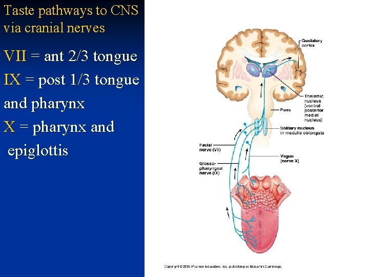 Taste pathways to CNS via cranial nerves VII = ant 2/3 tongue IX =