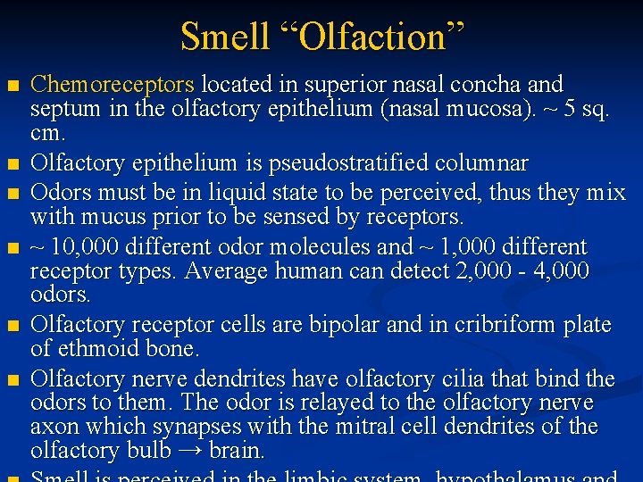 Smell “Olfaction” n n n Chemoreceptors located in superior nasal concha and septum in
