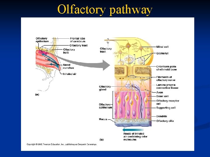 Olfactory pathway 