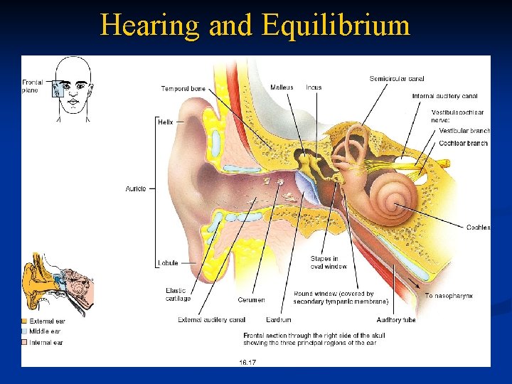 Hearing and Equilibrium 